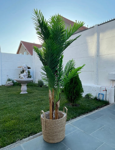 Palmera 160cm